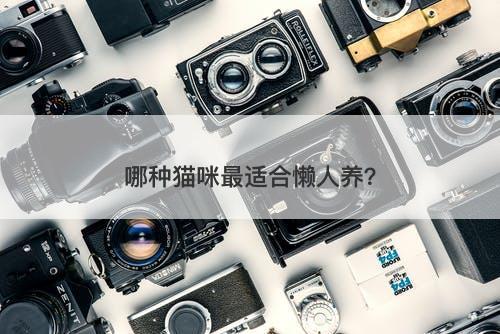 哪种猫咪最适合懒人养？