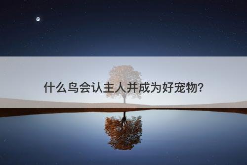 什么鸟会认主人并成为好宠物？