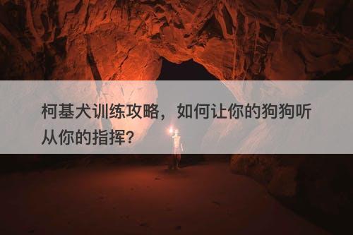 柯基犬训练攻略，如何让你的狗狗听从你的指挥？