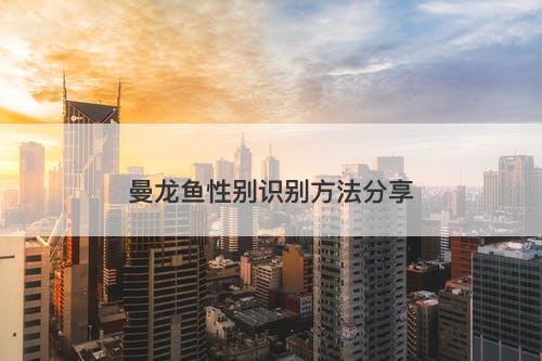 曼龙鱼性别识别方法分享