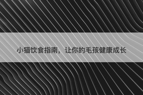 小猫饮食指南，让你的毛孩健康成长