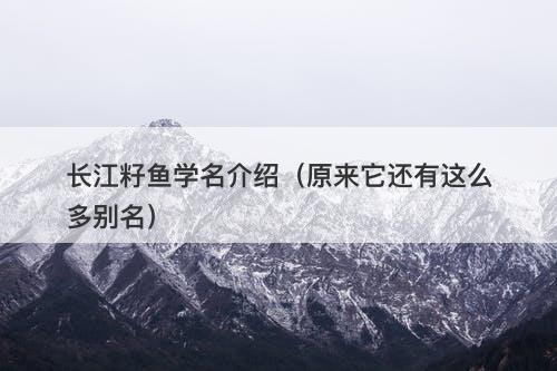 长江籽鱼学名介绍（原来它还有这么多别名）
