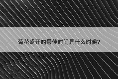 菊花盛开的最佳时间是什么时候？