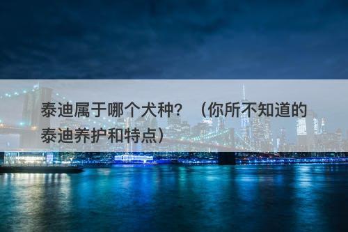 泰迪属于哪个犬种？（你所不知道的泰迪养护和特点）