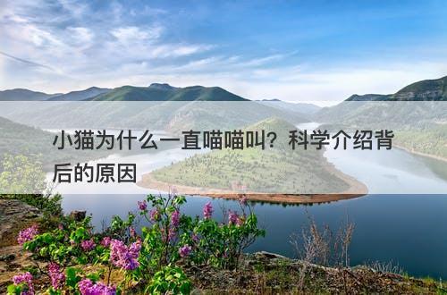 小猫为什么一直喵喵叫？科学介绍背后的原因