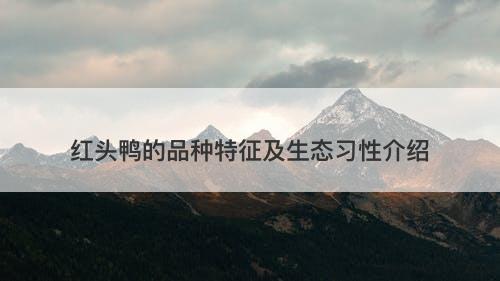 红头鸭的品种特征及生态习性介绍