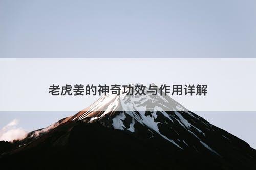 老虎姜的神奇功效与作用详解