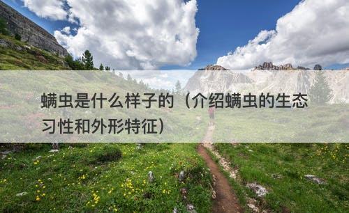 螨虫是什么样子的（介绍螨虫的生态习性和外形特征）