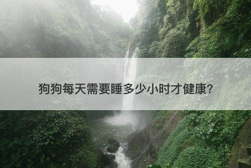 狗狗每天需要睡多少小时才健康？