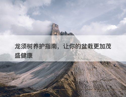 龙须树养护指南，让你的盆栽更加茂盛健康