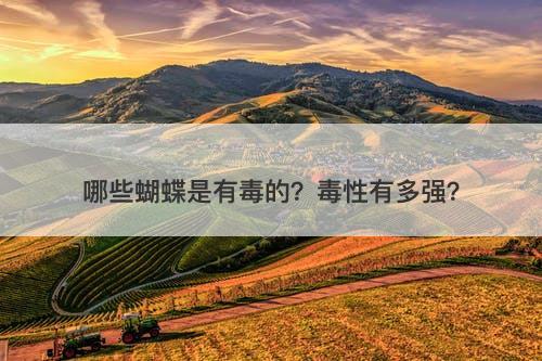 哪些蝴蝶是有毒的？毒性有多强？