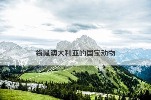 袋鼠澳大利亚的国宝动物