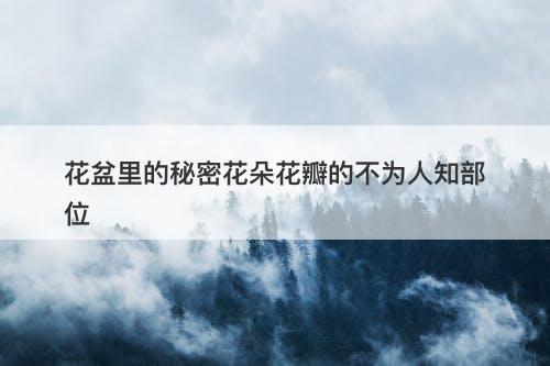 花盆里的秘密花朵花瓣的不为人知部位