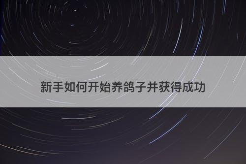 新手如何开始养鸽子并获得成功