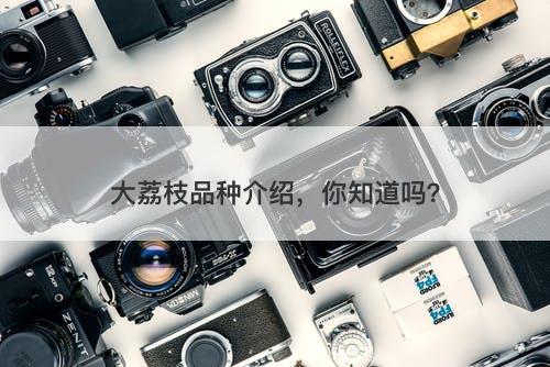 大荔枝品种介绍，你知道吗？
