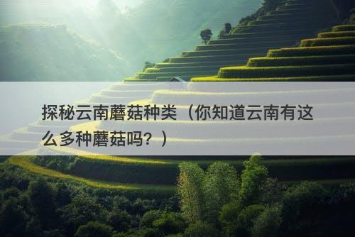 探秘云南蘑菇种类（你知道云南有这么多种蘑菇吗？）