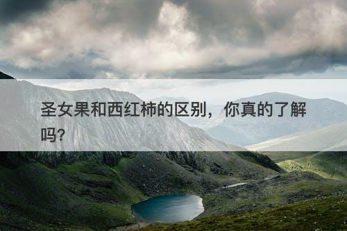 圣女果和西红柿的区别，你真的了解吗？