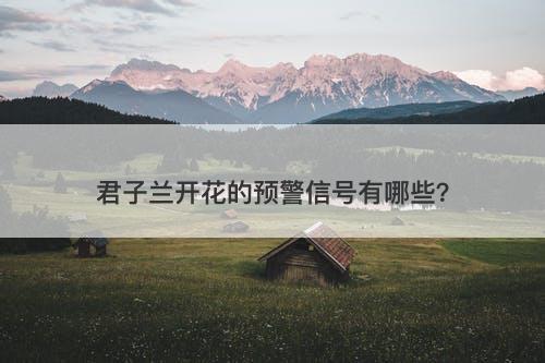 君子兰开花的预警信号有哪些？