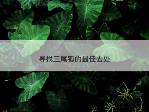 寻找三尾狐的最佳去处