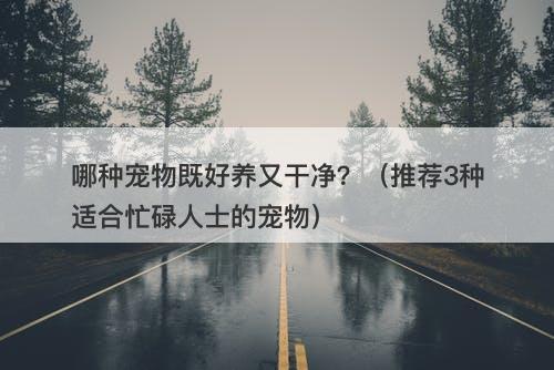 哪种宠物既好养又干净？（推荐3种适合忙碌人士的宠物）