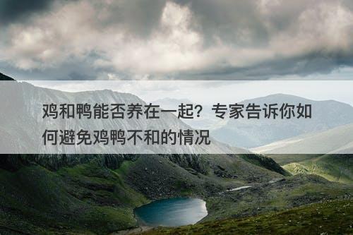 鸡和鸭能否养在一起？专家告诉你如何避免鸡鸭不和的情况