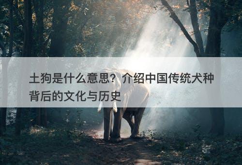 土狗是什么意思？介绍中国传统犬种背后的文化与历史