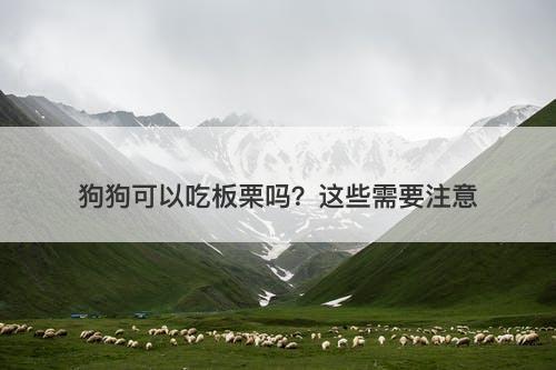狗狗可以吃板栗吗？这些需要注意