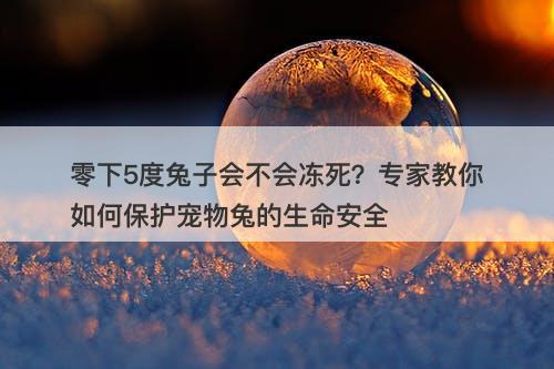 零下5度兔子会不会冻死？专家教你如何保护宠物兔的生命安全