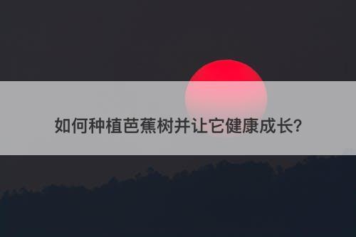 如何种植芭蕉树并让它健康成长？