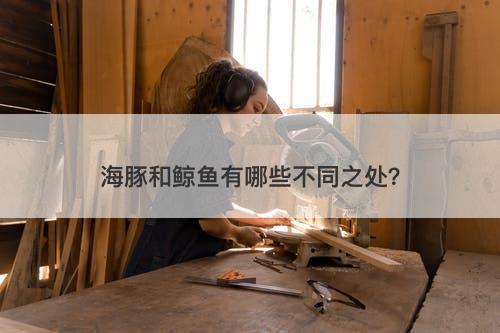 海豚和鲸鱼有哪些不同之处？