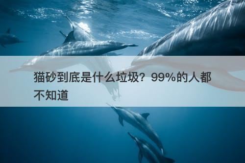 猫砂到底是什么垃圾？99%的人都不知道