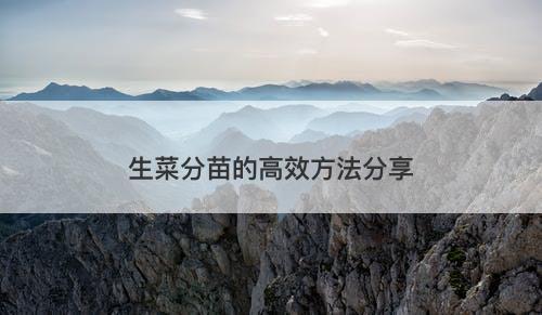 生菜分苗的高效方法分享
