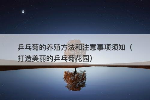 乒乓菊的养殖方法和注意事项须知（打造美丽的乒乓菊花园）