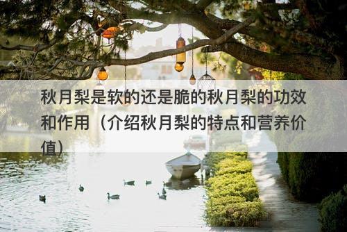 秋月梨是软的还是脆的秋月梨的功效和作用（介绍秋月梨的特点和营养价值）