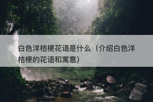 白色洋桔梗花语是什么（介绍白色洋桔梗的花语和寓意）