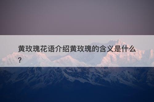 黄玫瑰花语介绍黄玫瑰的含义是什么？-图1
