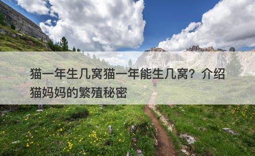 猫一年生几窝猫一年能生几窝？介绍猫妈妈的繁殖秘密