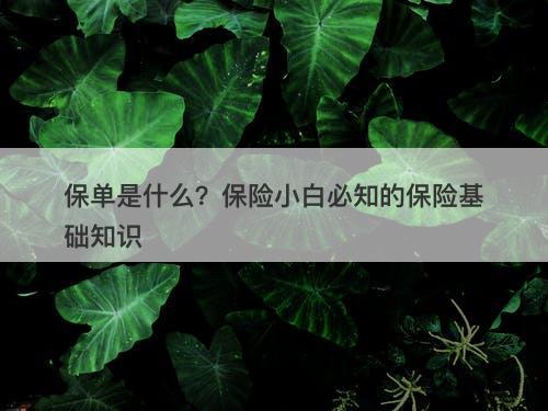 保单是什么？保险小白必知的保险基础知识