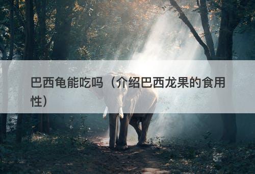 巴西龟能吃吗（介绍巴西龙果的食用性）