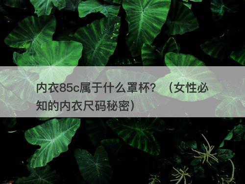 内衣85c属于什么罩杯？（女性必知的内衣尺码秘密）