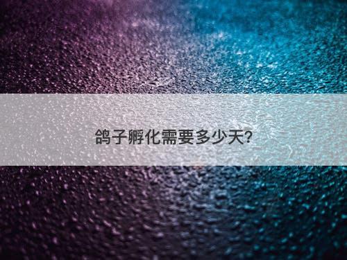 鸽子孵化需要多少天？