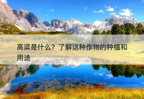 高粱是什么？了解这种作物的种植和用途