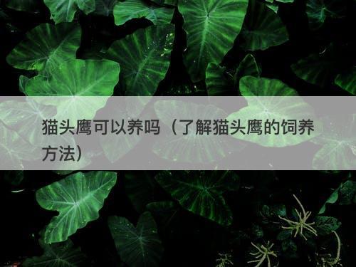 猫头鹰可以养吗（了解猫头鹰的饲养方法）