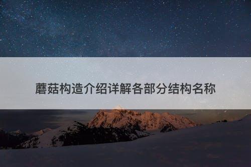 蘑菇构造介绍详解各部分结构名称