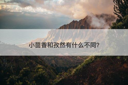 小茴香和孜然有什么不同？