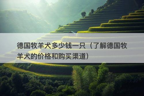 德国牧羊犬多少钱一只（了解德国牧羊犬的价格和购买渠道）
