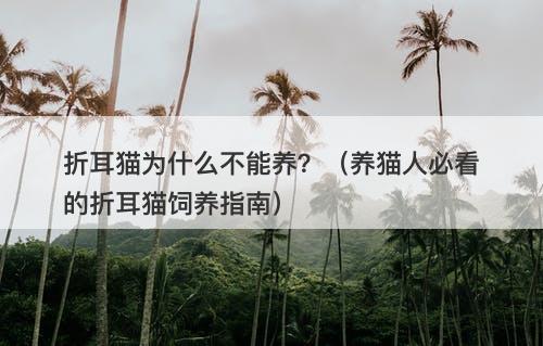 折耳猫为什么不能养？（养猫人必看的折耳猫饲养指南）-图1