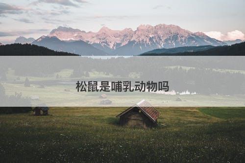 松鼠是哺乳动物吗