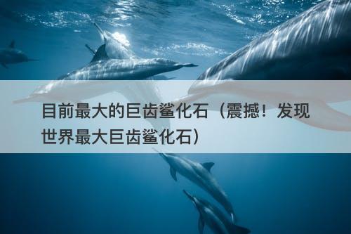目前最大的巨齿鲨化石（震撼！发现世界最大巨齿鲨化石）