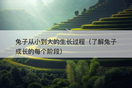 兔子从小到大的生长过程（了解兔子成长的每个阶段）